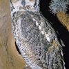 owls