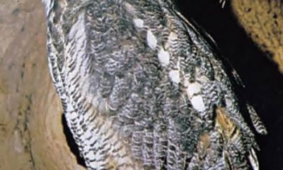 owls
