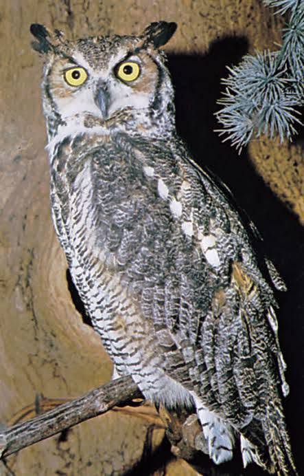 owls